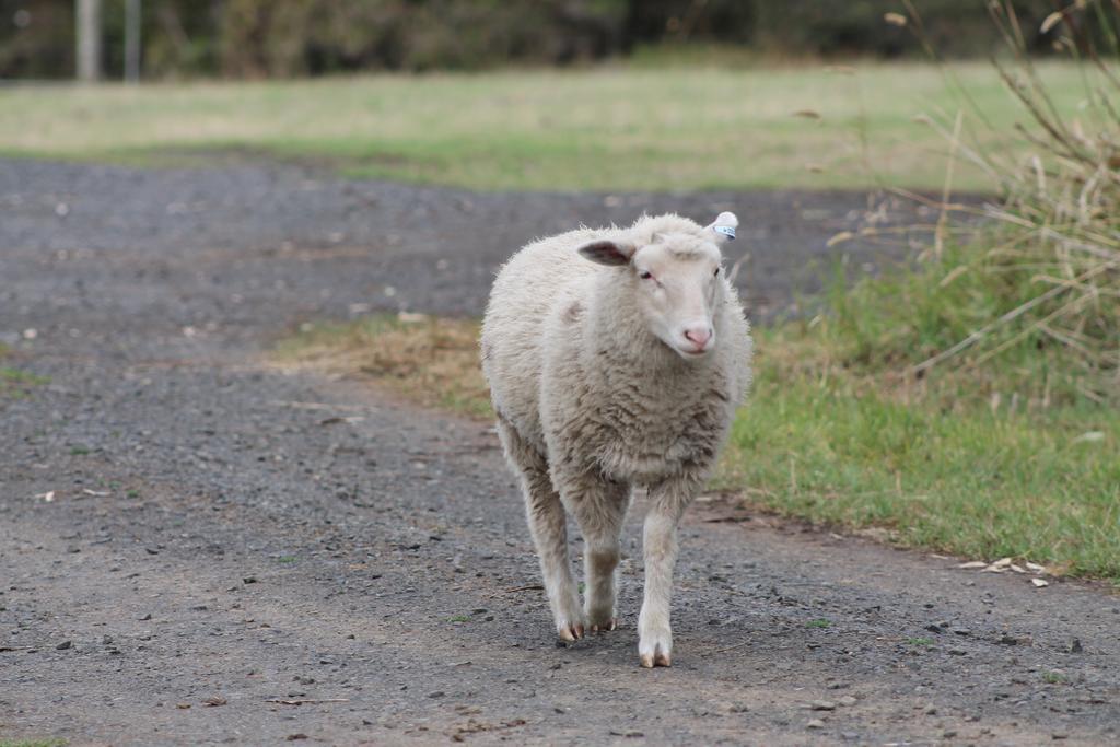 Bimbadeen Phillip Island Farm Retreats Ventnor Экстерьер фото